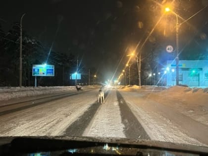 В Каменске-Уральском заметили косуль