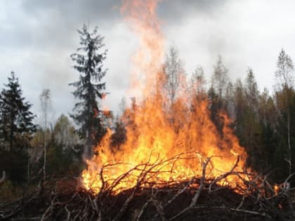 В Свердловской области на тушение лесных пожаров направили 65 млн рублей