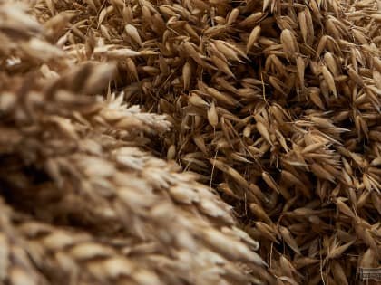 Свердловские аграрии получат субсидию 43 млн рублей на зерно