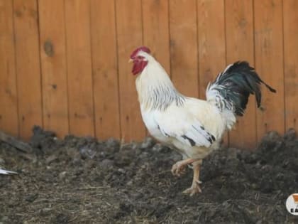 Производство мяса на Урале снизилось, а его себестоимость выросла