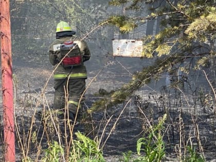 Восемь лесных пожаров на 250 га потушено в Свердловской области за сутки