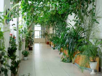 Школьникам Свердловской области предложат создать оранжереи в коридорах учебных заведений
