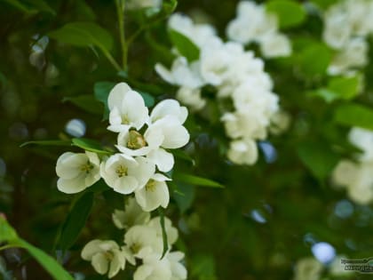 Тепло и грозы: 25 мая Свердловскую область накрыл тёплый циклон