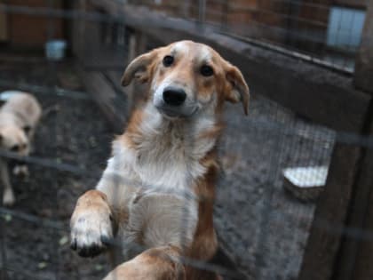 Администрация Берёзовского по суду должна найти отловщика бездомных животных