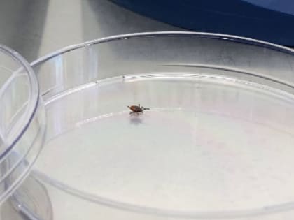 Увеличение числа укусов насекомых в Урале в 2023 году