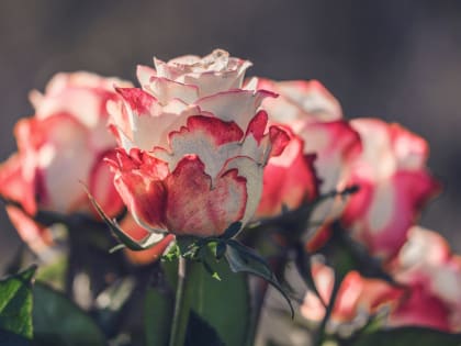 На Среднем Урале за год наградили около 4,5 тыс. пар, проживших полвека