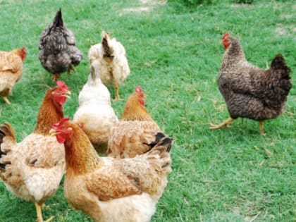 Свердловская область выделяет гранты для семейных ферм