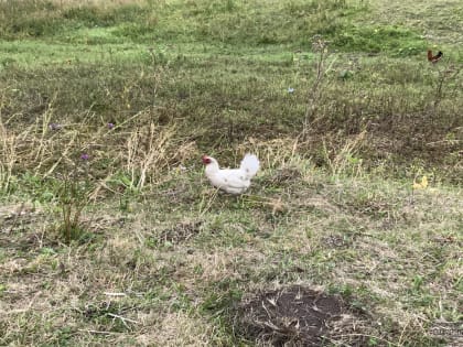 На жителей Нижнего Тагила и пригорода составили протоколы за сжигание мусора и шашлыки