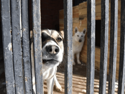 В России бездомных собак предлагают не выпускать из приютов