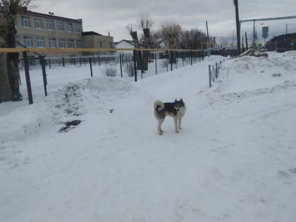 Глава расписал, куда нельзя возвращать бродячих собак