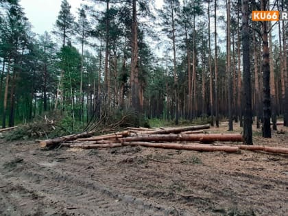 В этом году в лесах Каменска-Уральского незаконных рубок не зафиксировано, а плановую санитарную уборку выполнили лишь частично