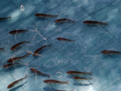 В Екатеринбурге создадут ферму по разведению рыбы