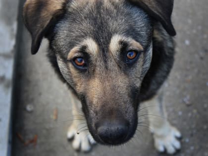 В Кузбассе на два месяца ввели карантин из-за собаки, умершей от бешенства