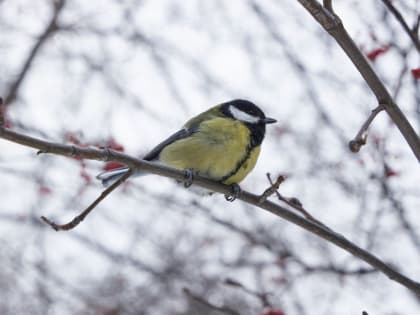 В Свердловской области первый день февраля оказался рекордно теплым
