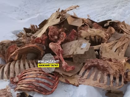 Свалку с останками животных обнаружили в Нижнем Тагиле