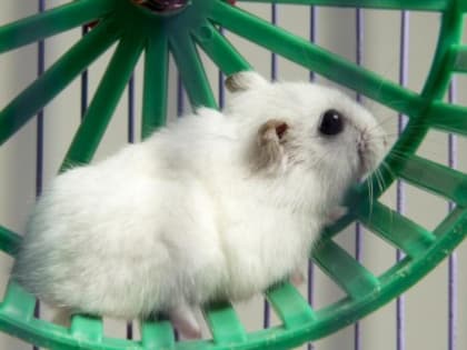 Полиция Берёзовского приглашает на работу