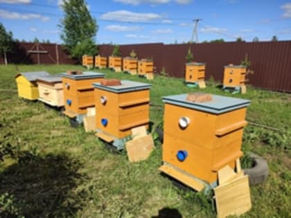 Правительство Свердловской области утвердило порядок оформления и ведения ветеринарно-санитарных паспортов пасек