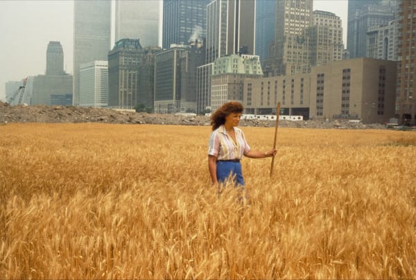 Wheatfield – A Confrontation