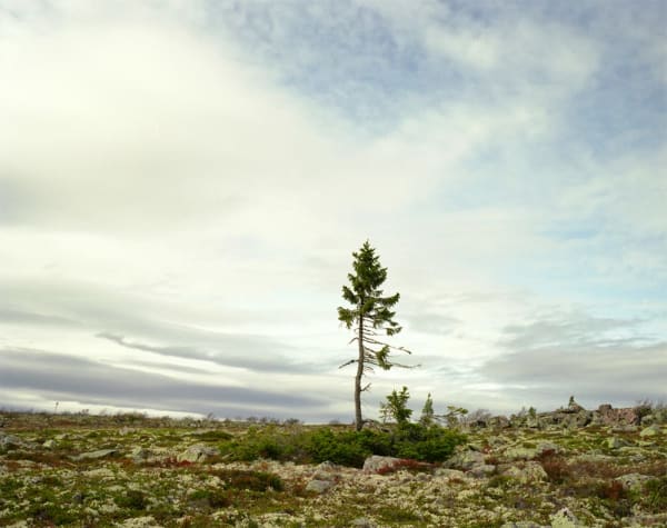 The Oldest Living Things in the World