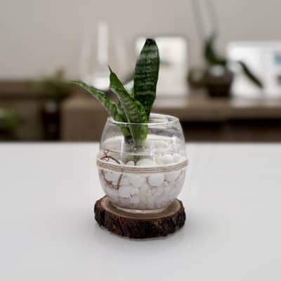 Mini Sansevieria Decorativa en agua
