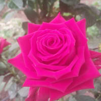 Nour S.