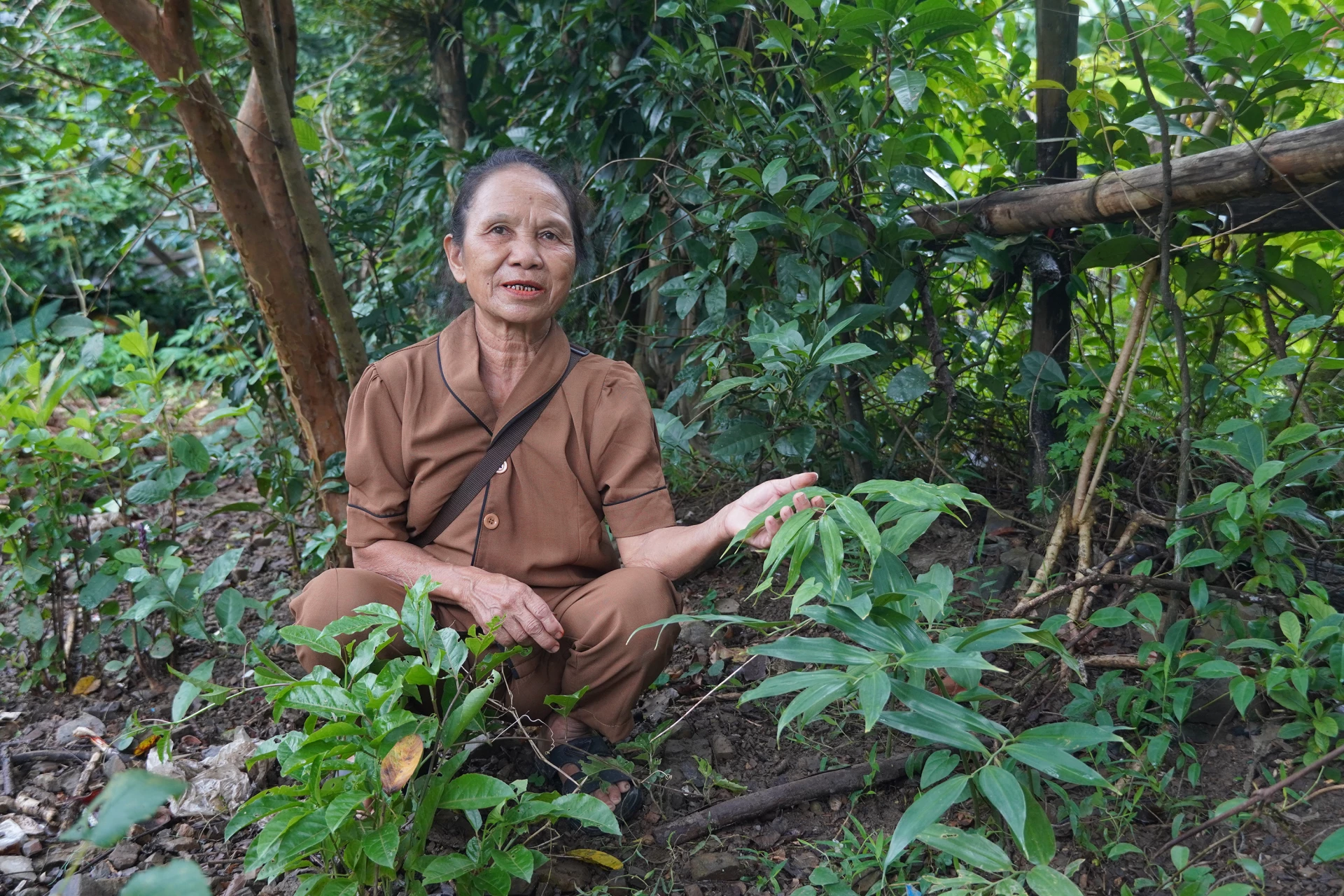 Bà Cao Thị Hậu (70 tuổi), người Rục ở xã Kim Điền đưa cây thuốc nam trên rừng về trồng ở vườn nhà - Ảnh: P.P