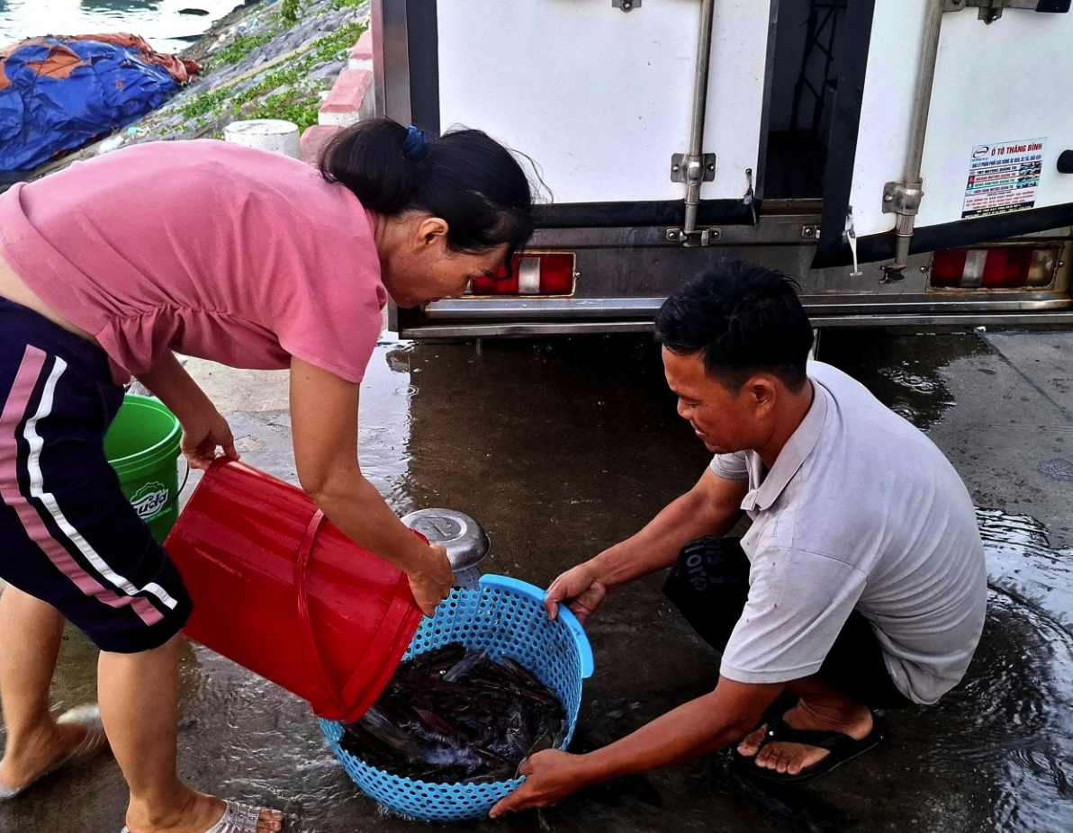 Người nh&agrave; ngư d&acirc;n Nguyễn Văn Thạch đưa mực nhảy l&ecirc;n bờ để b&aacute;n cho thương l&aacute;i - Ảnh: S.H