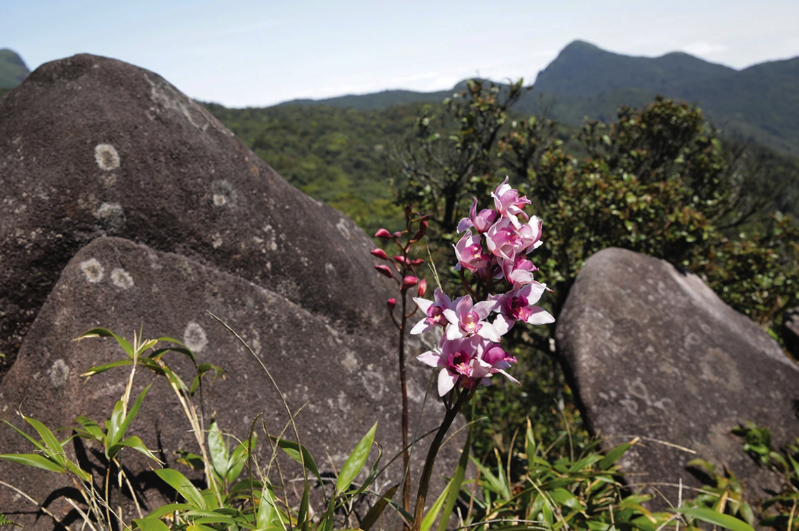 Một lo&agrave;i Địa lan tr&ecirc;n đỉnh Pa Thi&ecirc;n nở hoa v&agrave;o m&ugrave;a Xu&acirc;n - Ảnh: T.L