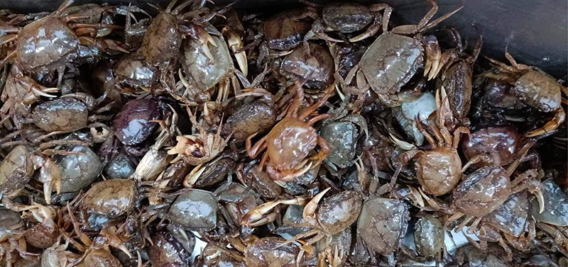 Cua đồng (con đam)-nguồn lợi kinh tế ở vùng phá Hạc Hải.