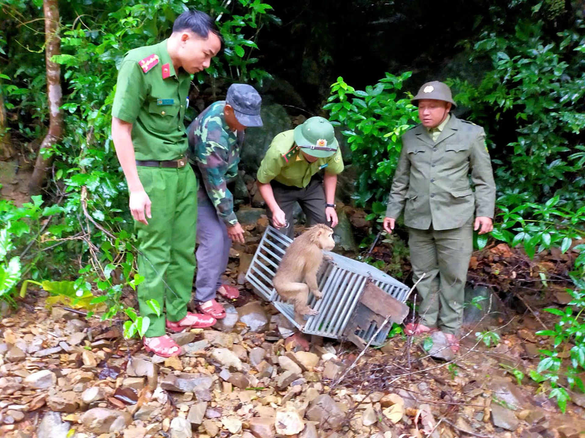 Lực lượng chức năng tiến hành thả 2 cá thể khỉ quý hiếm về môi trường tự nhiên - Ảnh: Hạt Kiểm lâm Đakrông cung cấp