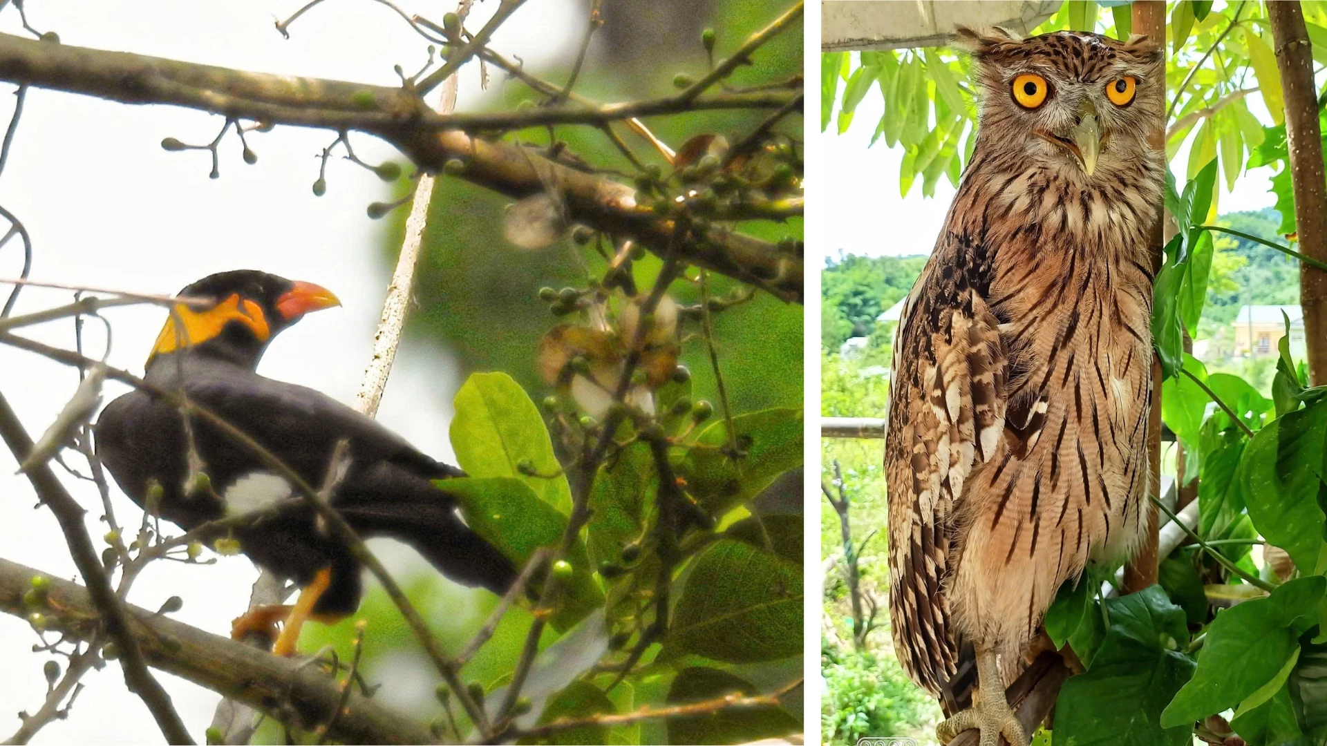 Chim D&ugrave; d&igrave; Phương Đ&ocirc;ng (b&igrave;a tr&aacute;i) v&agrave; Yểng mới ghi nhận tại Khu Bảo tồn thi&ecirc;n nhi&ecirc;n Đakr&ocirc;ng được xếp v&agrave;o lo&agrave;i qu&yacute; hiếm - Ảnh: L.T