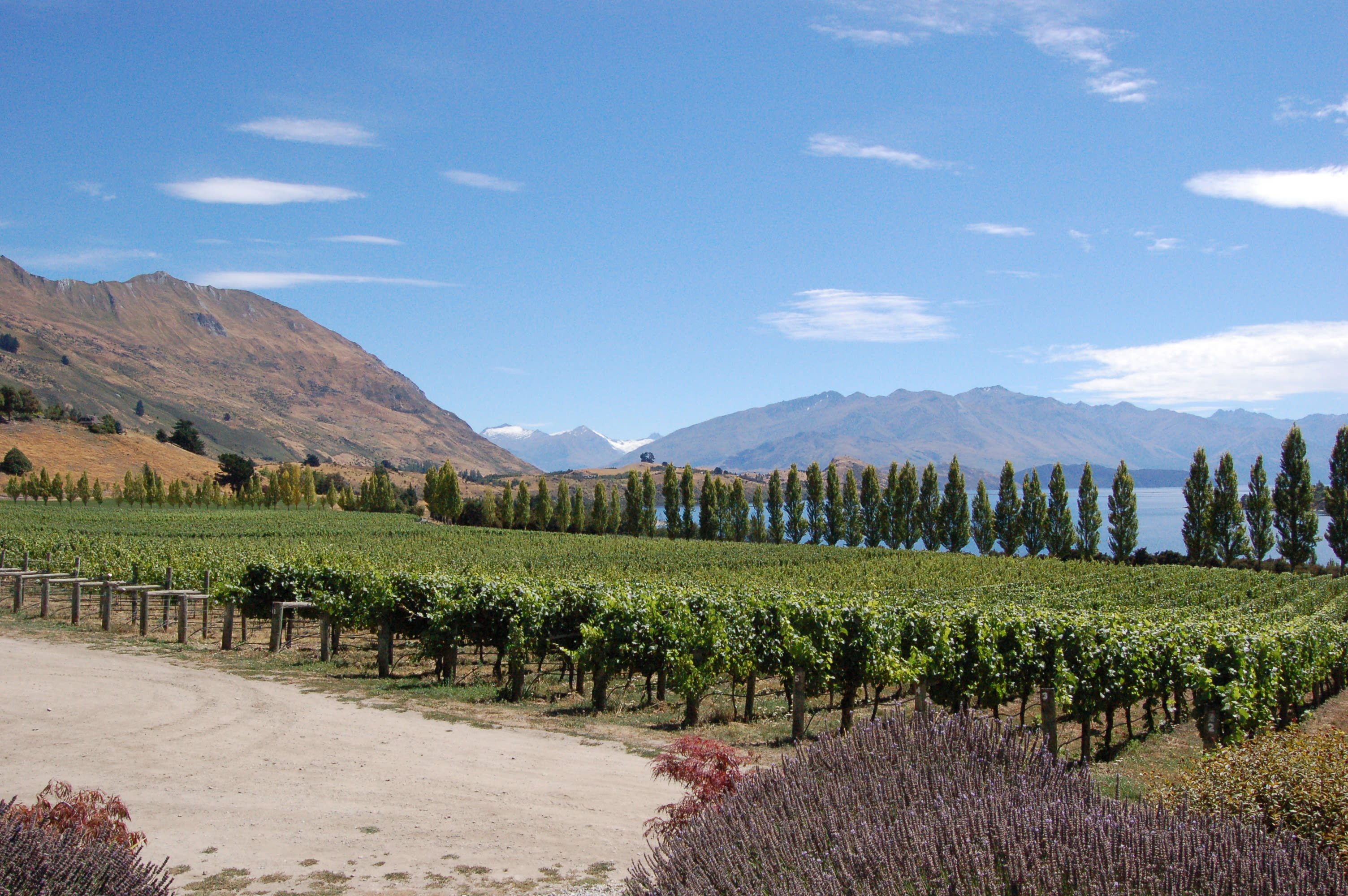 New Zealand Wine & Food Trail 4