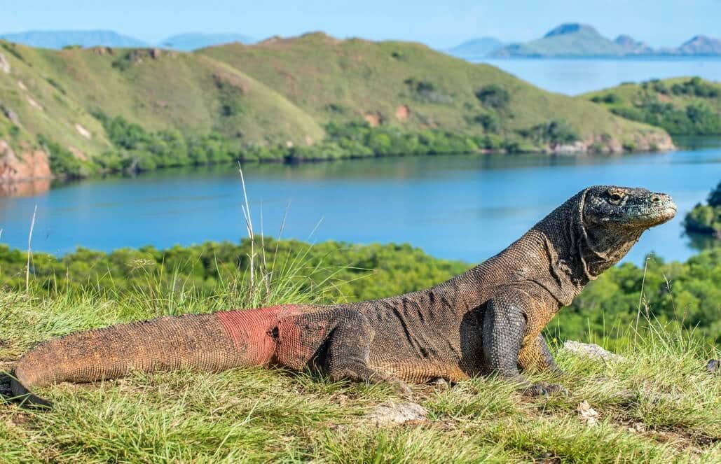 Komodo Dragons & Flores Adventure 2