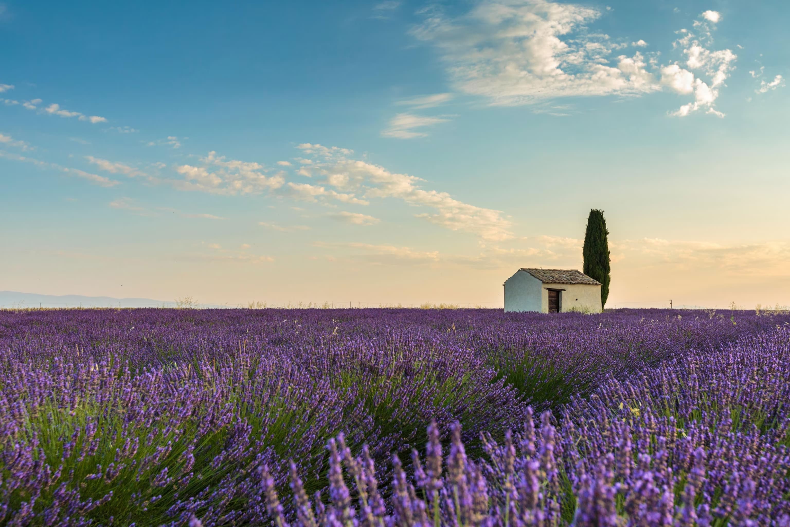 Provence Lavender Dream 2