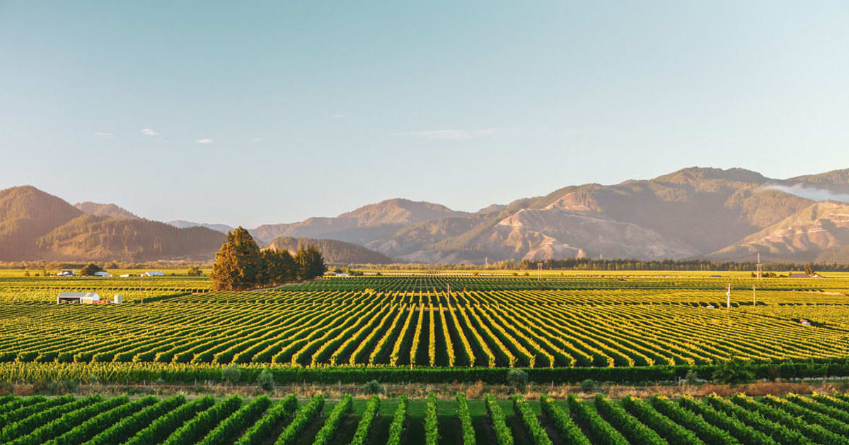 New Zealand Wine & Food Trail 2