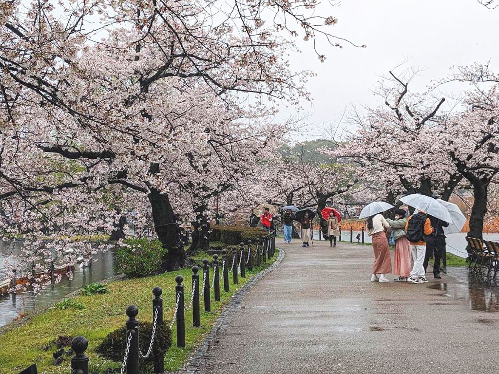 Cherry Blossom Special 2