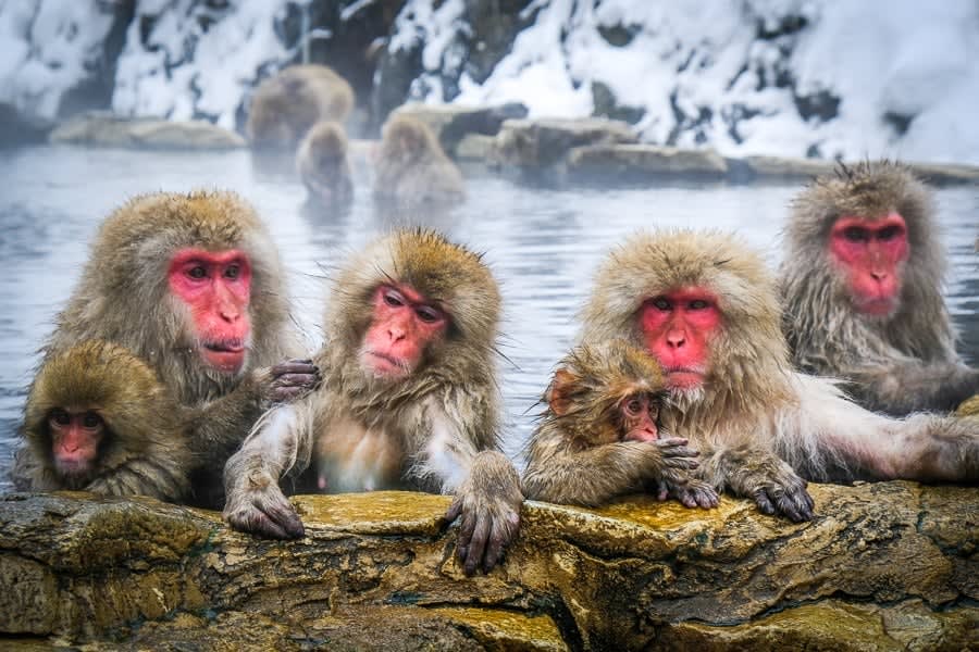Japanese Alps & Snow Monkey 2