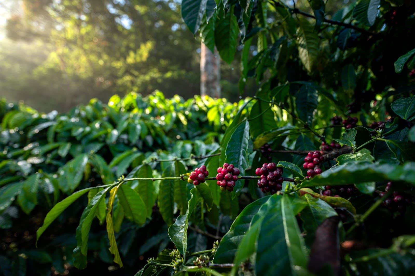 Coffee Plantation Retreat 2