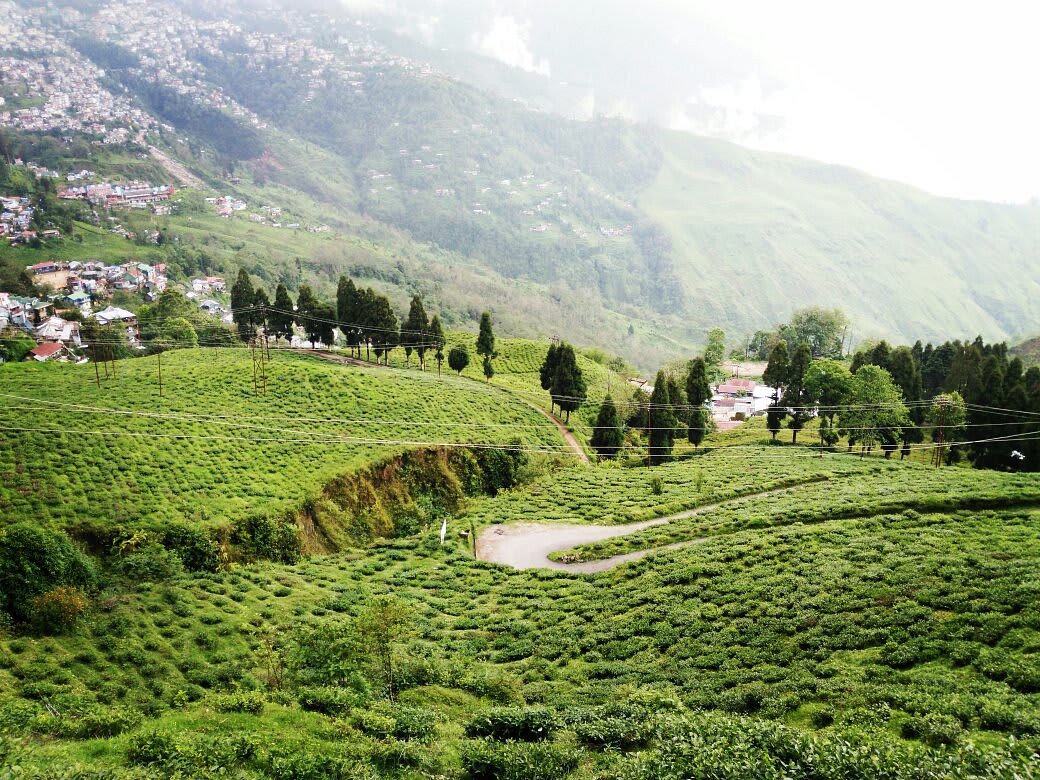 Darjeeling Tea Garden Retreat 3