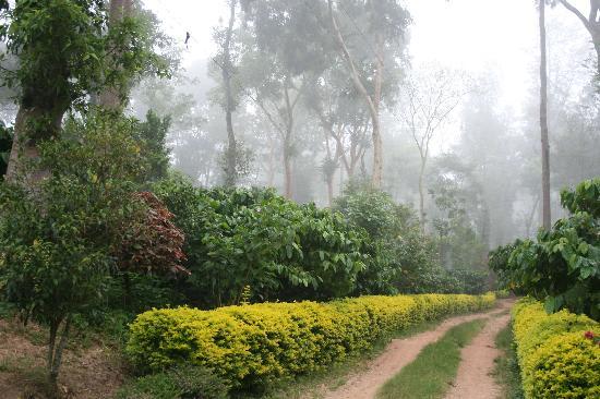 Coorg Honeymoon Escape 4