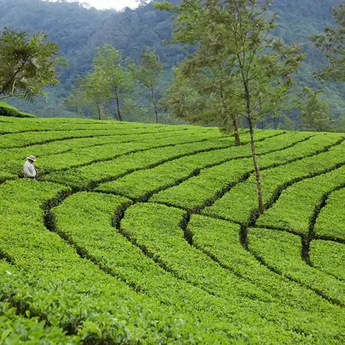 Munnar Hill Station Retreat 2