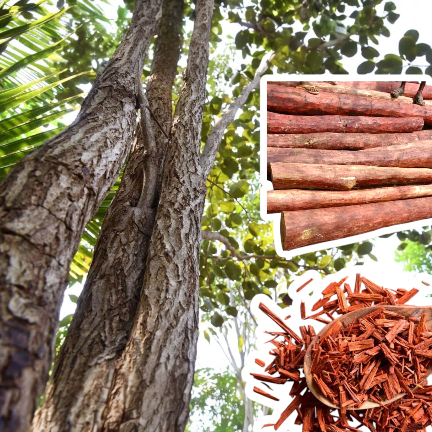 Mysore Silk & Crafts Trail 3