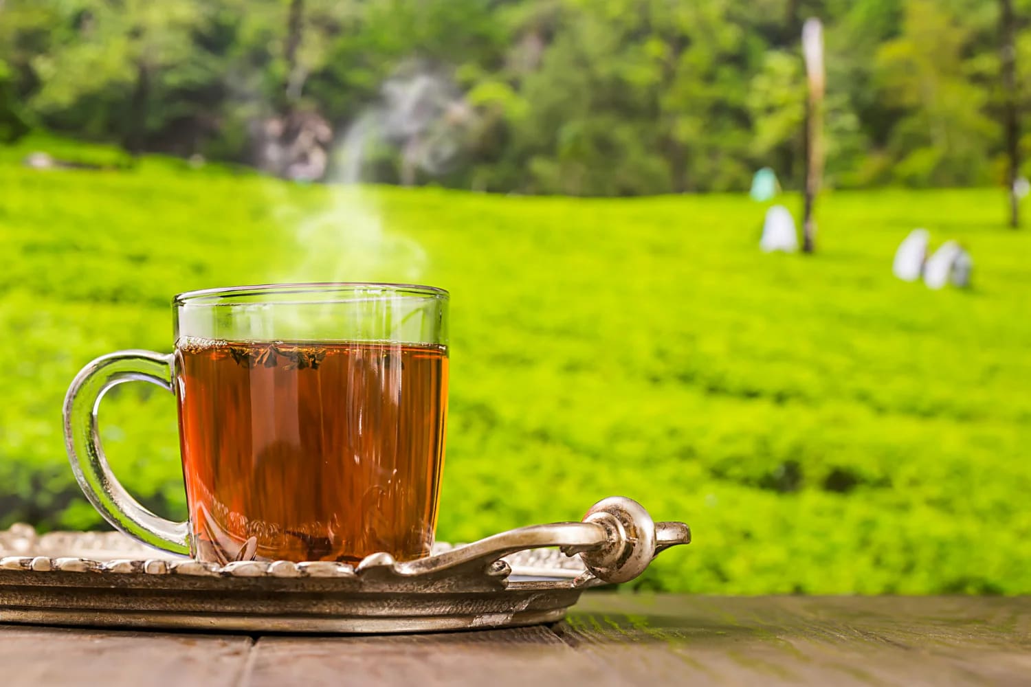 Darjeeling Tea Garden Retreat 4
