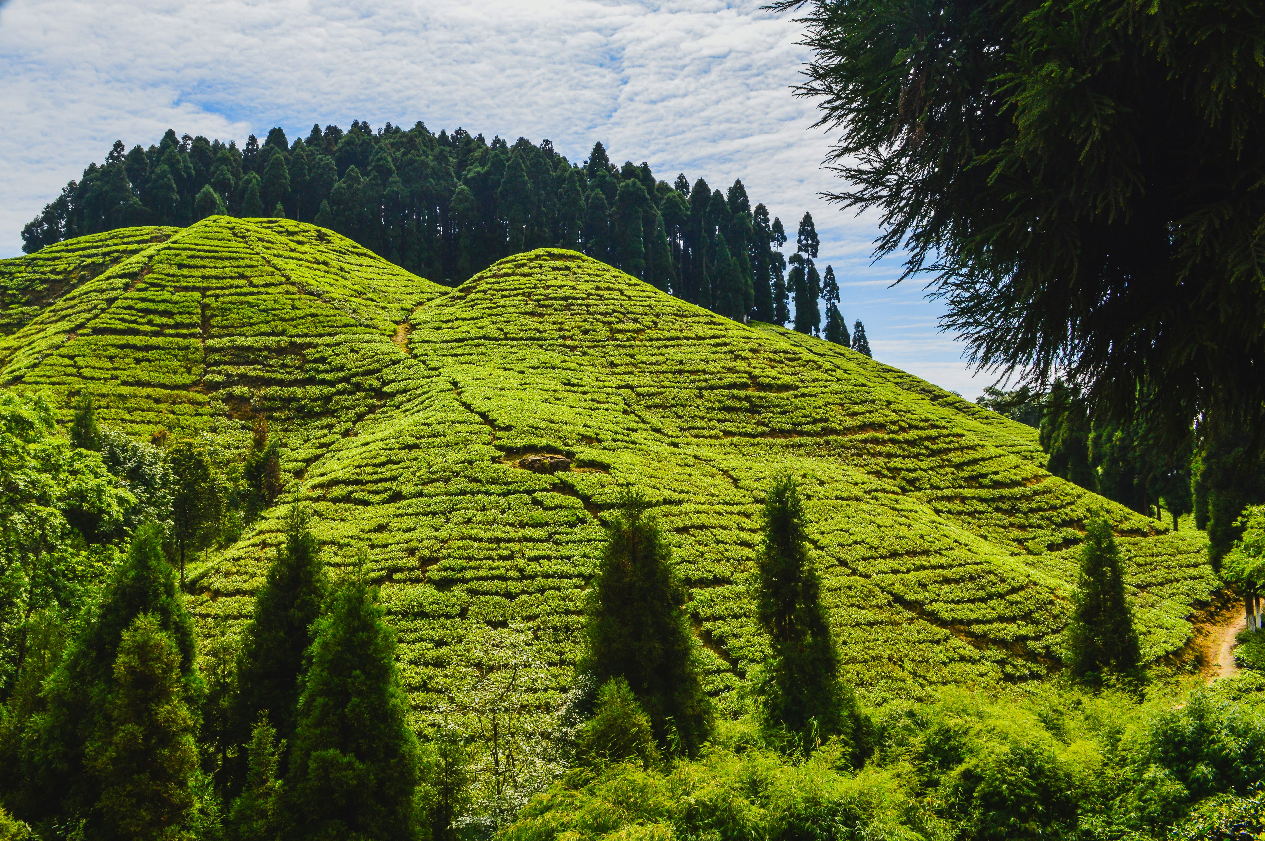 Darjeeling Tea Trails