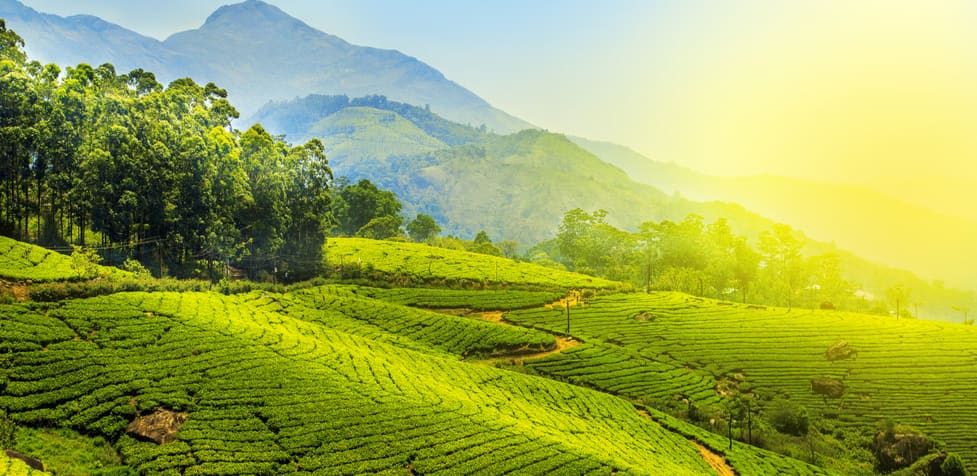 Munnar Hill Station Retreat