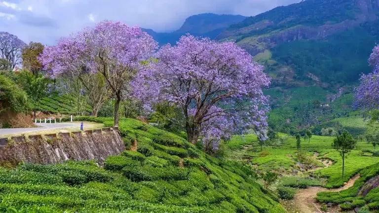 Munnar Hill Station Retreat 3
