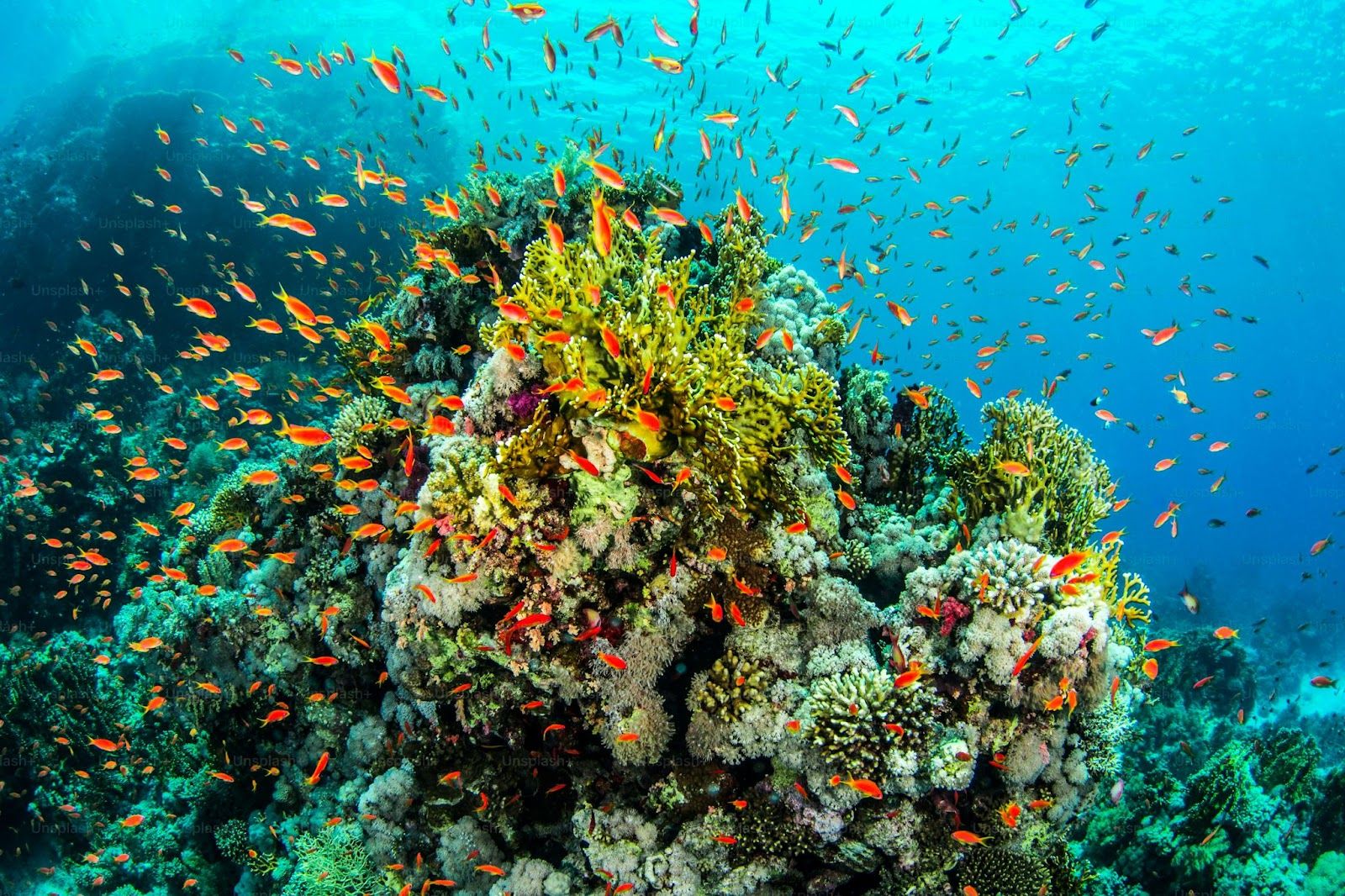 Hamilton Island: A Luxury Escape