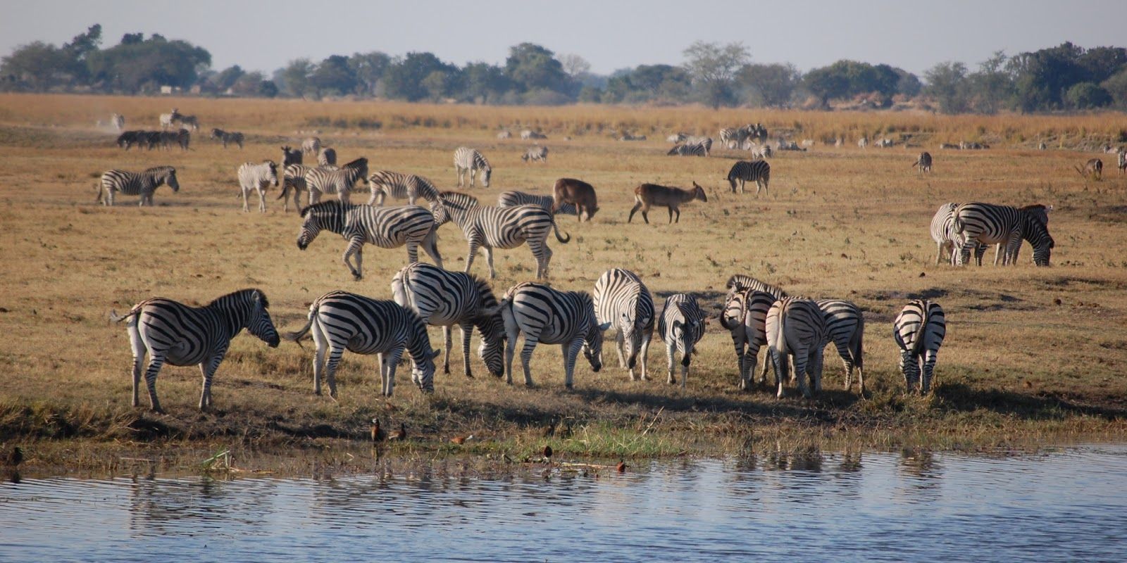 Chobe National Park, Botswana