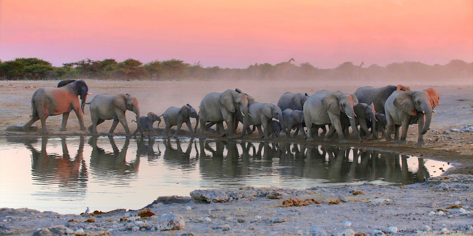 Etosha National Park, Namibia