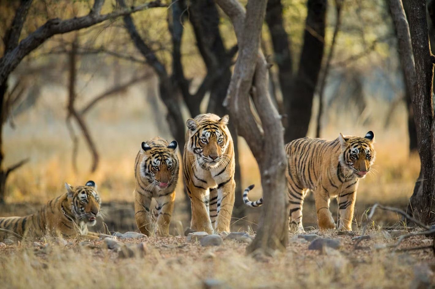 Ranthambhore National Park, India